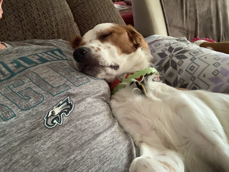 Scout, a Brittany and Llewellin Setter mix tested with EmbarkVet.com