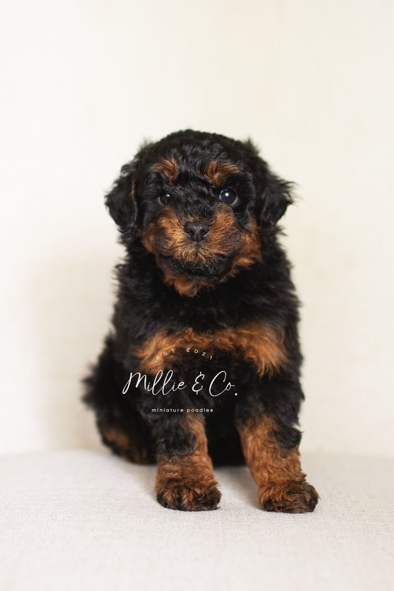 TBD, a Poodle (Small) tested with EmbarkVet.com