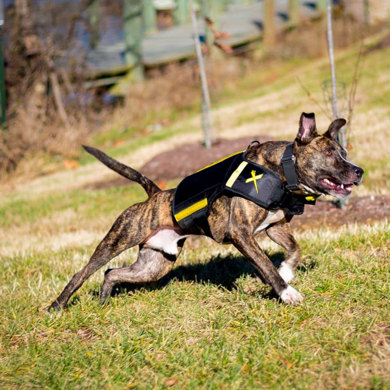 Kino, an American Pit Bull Terrier and American Staffordshire Terrier mix tested with EmbarkVet.com