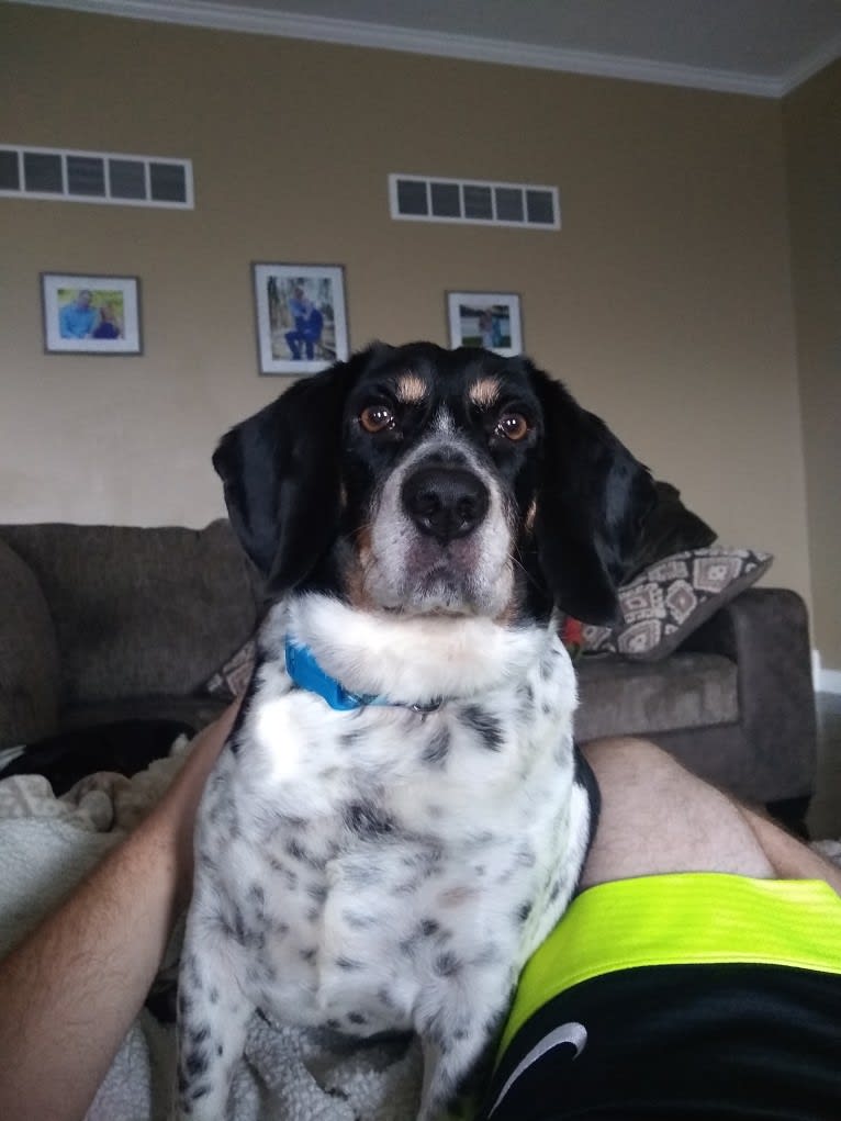 Donnie, a Beagle tested with EmbarkVet.com