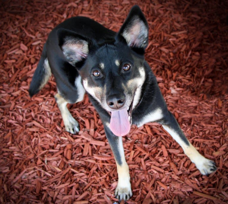 Remington, a Labrador Retriever and German Shepherd Dog mix tested with EmbarkVet.com