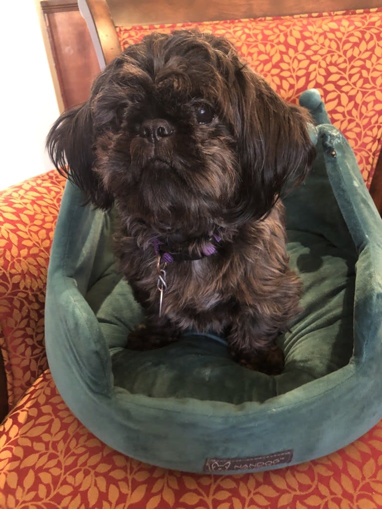 Mookie, a Shih Tzu tested with EmbarkVet.com