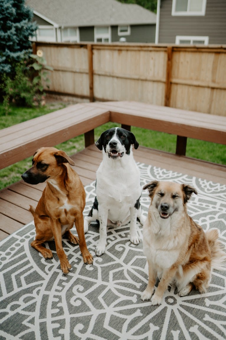 Theodore Ellington, an American Pit Bull Terrier and Siberian Husky mix tested with EmbarkVet.com