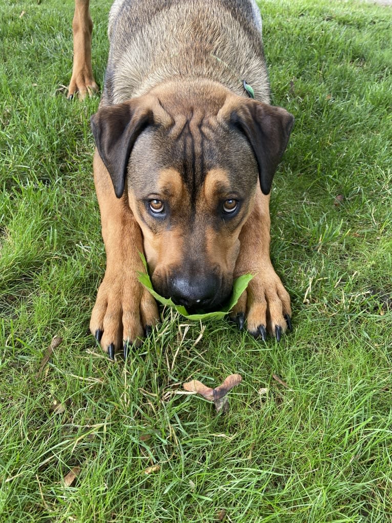 Lenny, a Rottweiler and American Pit Bull Terrier mix tested with EmbarkVet.com