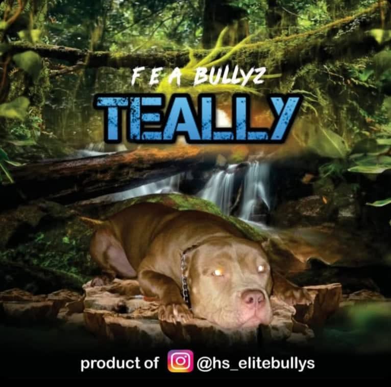 Teally, an American Bully tested with EmbarkVet.com