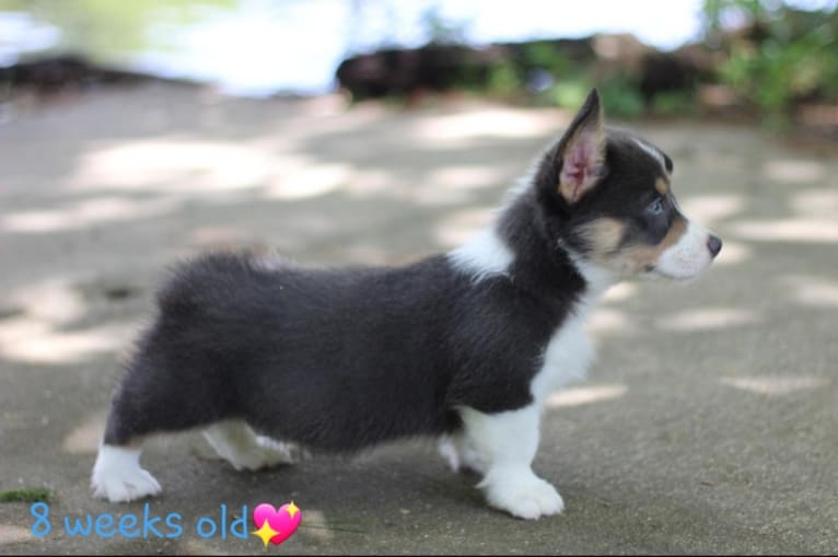 Butterball, a Pembroke Welsh Corgi tested with EmbarkVet.com