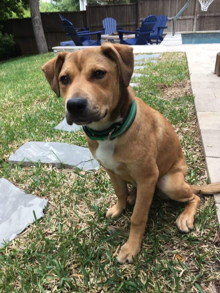 Everest, an American Pit Bull Terrier and Chow Chow mix tested with EmbarkVet.com