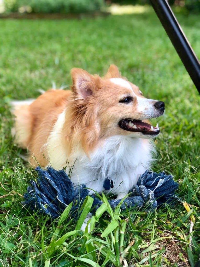 Foxley, a Pomeranian tested with EmbarkVet.com