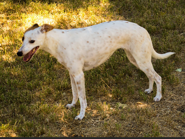 Hope, a Whippet and Border Collie mix tested with EmbarkVet.com