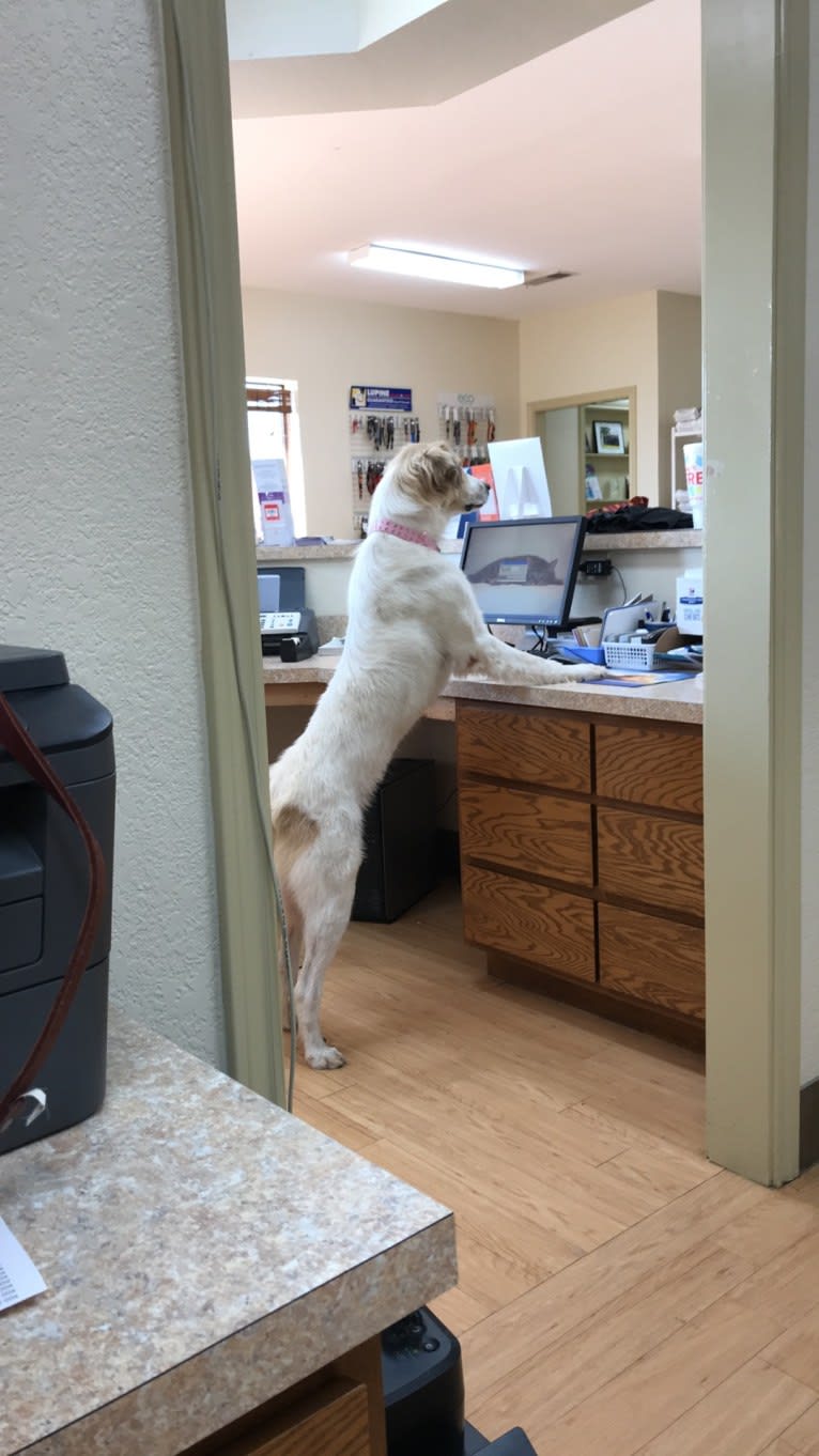 Stella Rosa, a Great Pyrenees and Anatolian Shepherd Dog mix tested with EmbarkVet.com