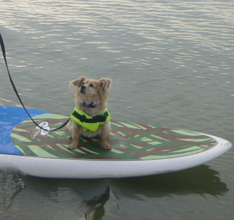 Sunny, a Cocker Spaniel and Chihuahua mix tested with EmbarkVet.com