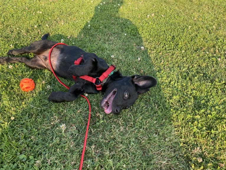 Doby, an Australian Cattle Dog and Miniature Pinscher mix tested with EmbarkVet.com