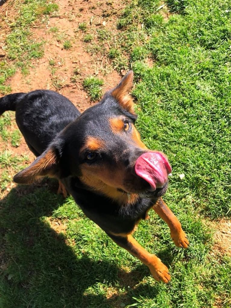 Zeke, an Australian Cattle Dog and Catahoula Leopard Dog mix tested with EmbarkVet.com