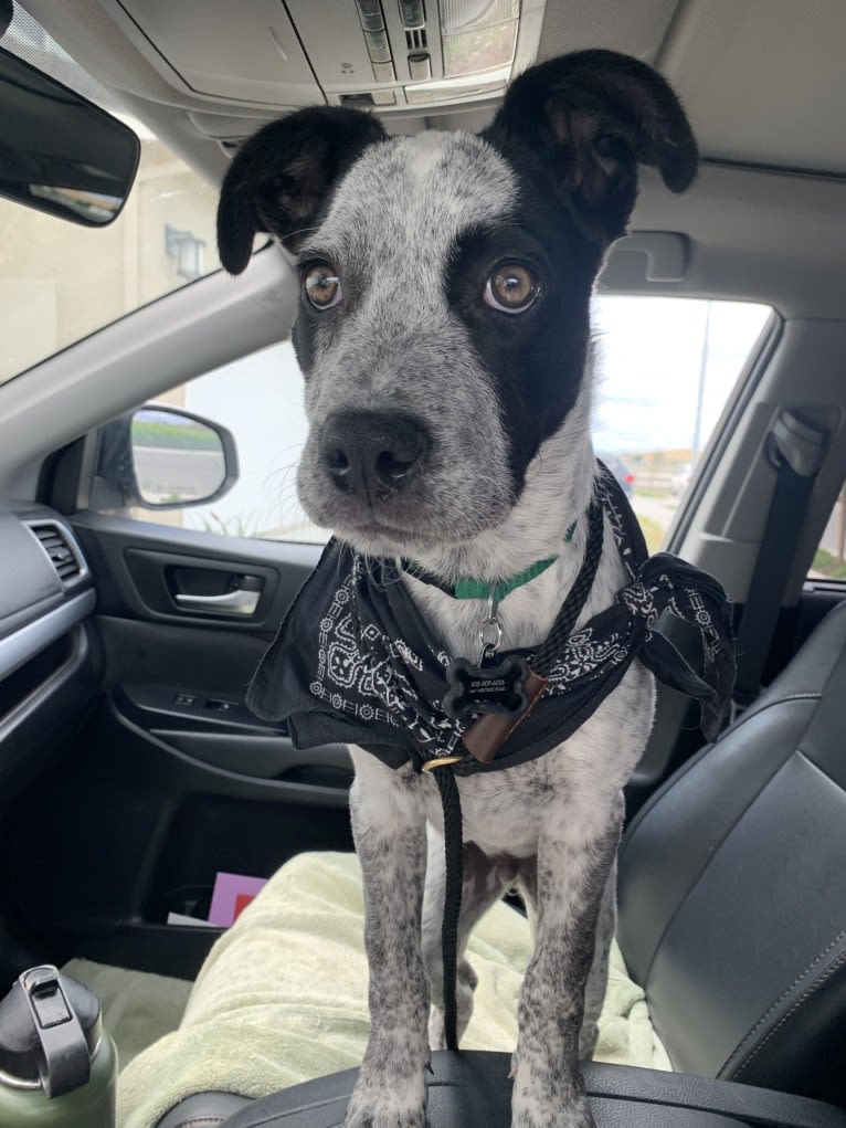 Jax, an American Pit Bull Terrier and Australian Cattle Dog mix tested with EmbarkVet.com