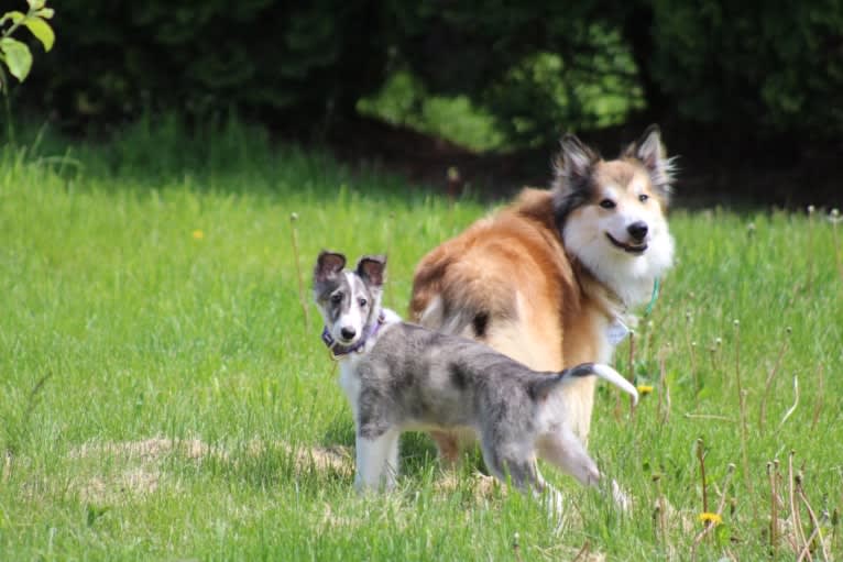 Twig, a Silken Windhound tested with EmbarkVet.com