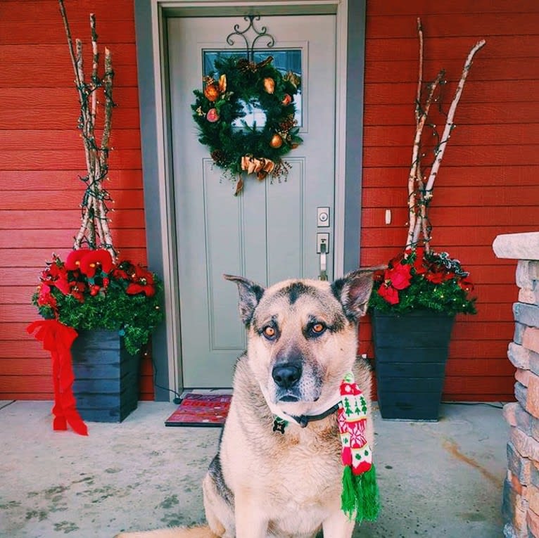 Tiko, a German Shepherd Dog and Perro de Presa Canario mix tested with EmbarkVet.com