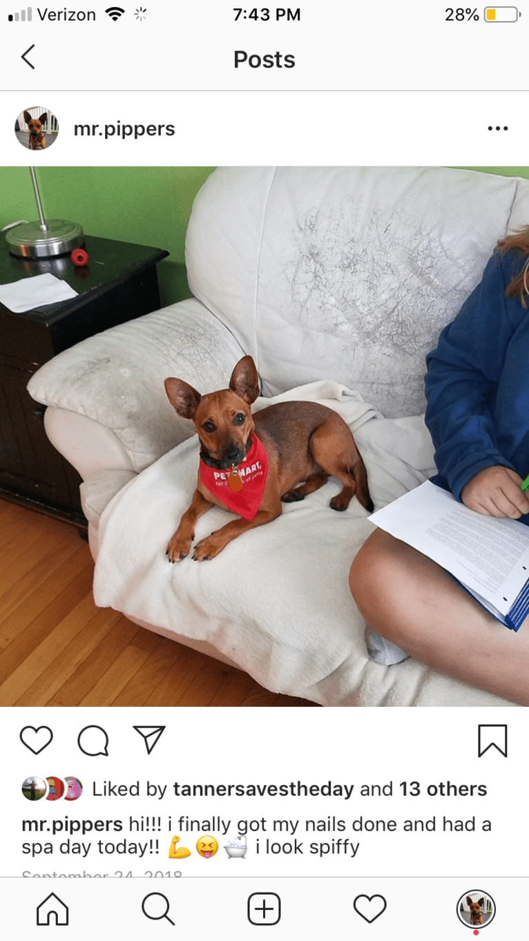 Pip, a Miniature Pinscher and Chihuahua mix tested with EmbarkVet.com