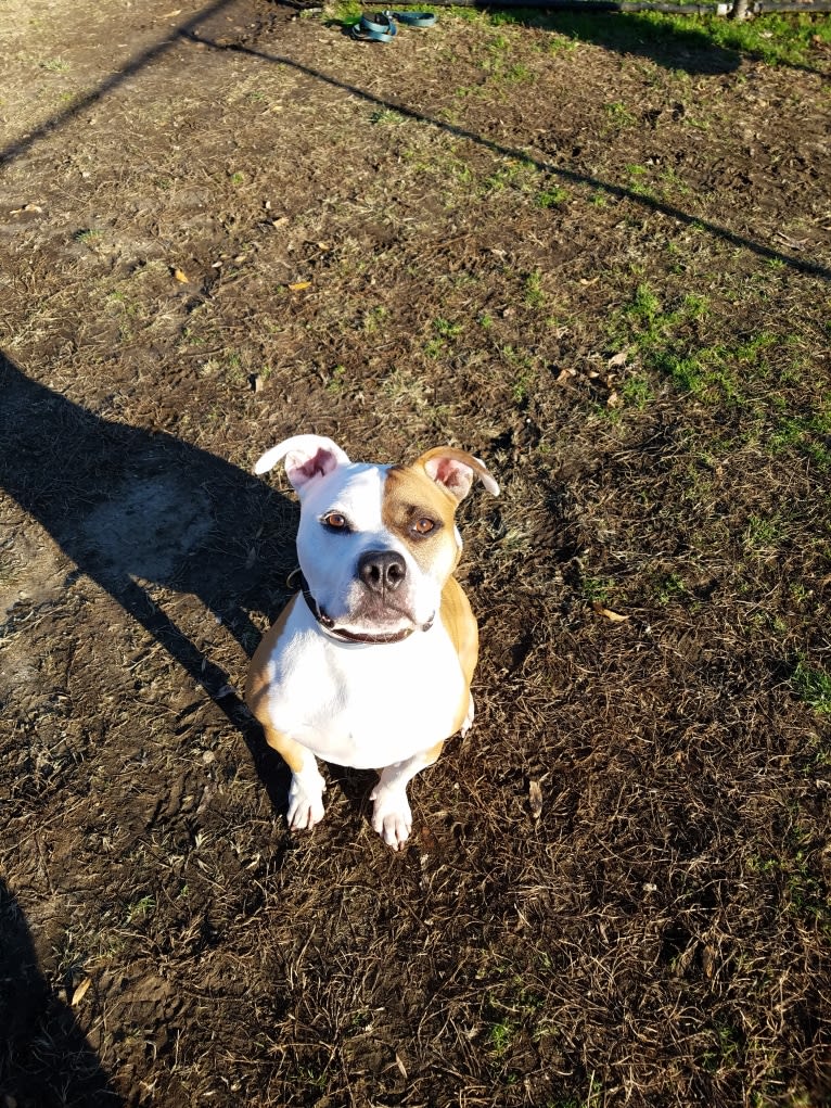 Milo, an American Bully and Bulldog mix tested with EmbarkVet.com