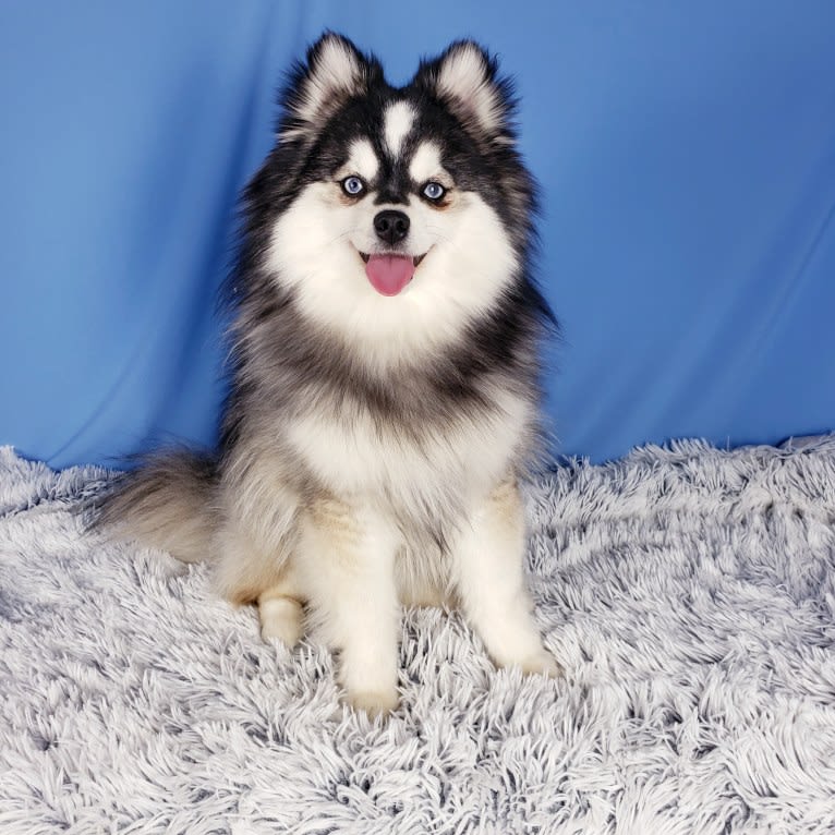 Titan, a Siberian Husky and Pomeranian mix tested with EmbarkVet.com