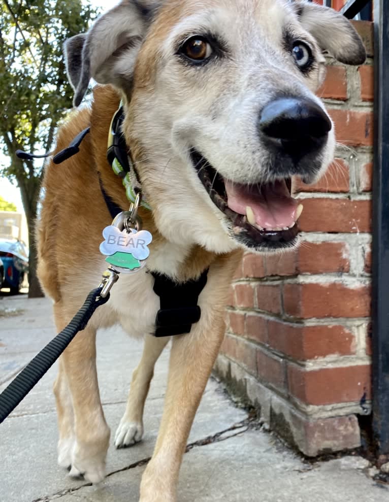 Bear, an Australian Cattle Dog and German Shepherd Dog mix tested with EmbarkVet.com