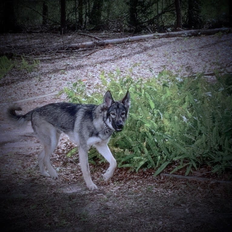 Wolfee, a German Shepherd Dog and Siberian Husky mix tested with EmbarkVet.com