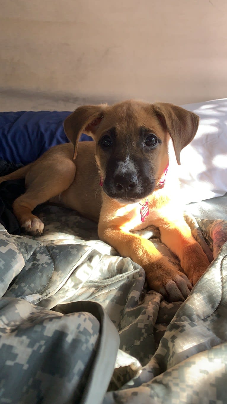 Brownie, an American Pit Bull Terrier and German Shepherd Dog mix tested with EmbarkVet.com