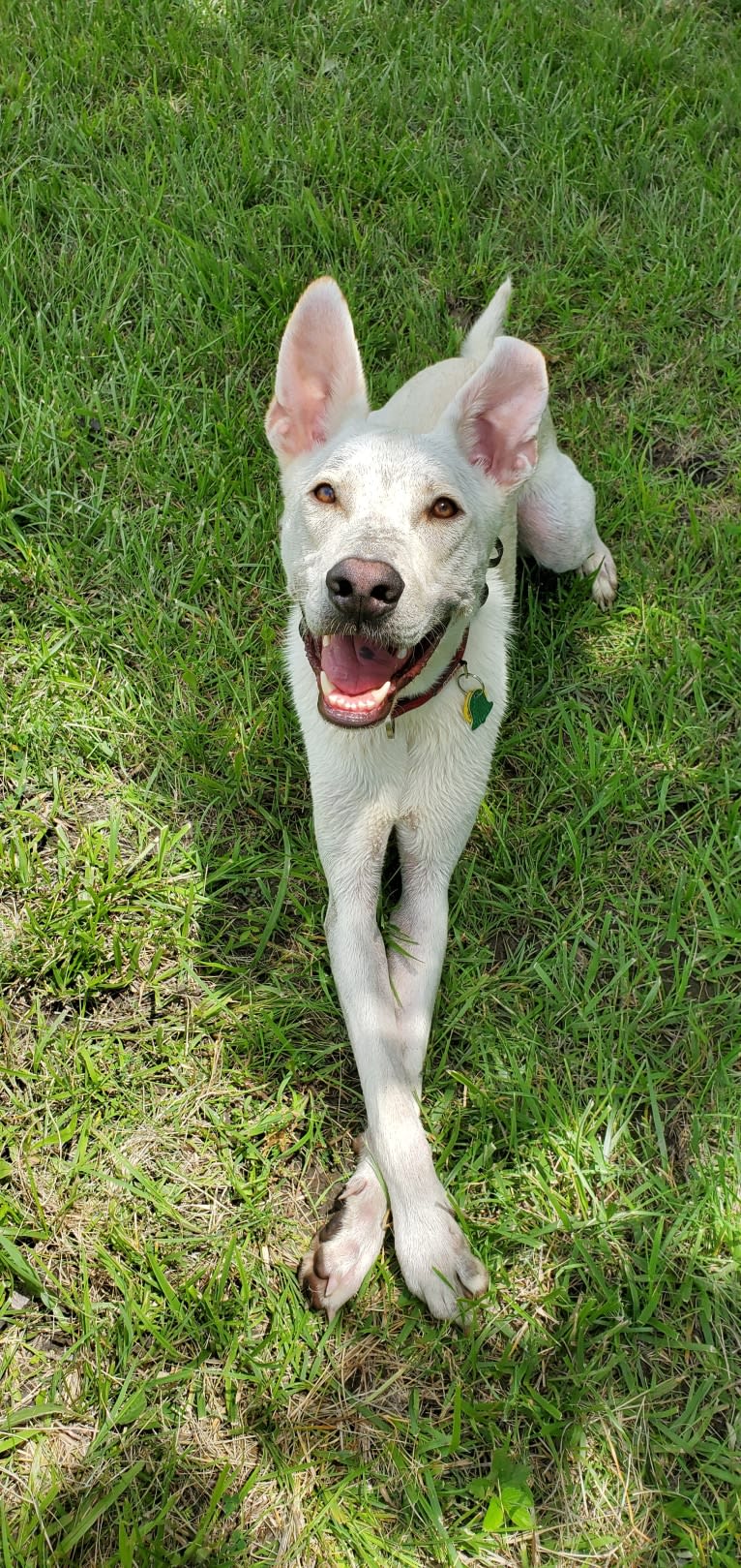 Ruger, a German Shepherd Dog and Labrador Retriever mix tested with EmbarkVet.com