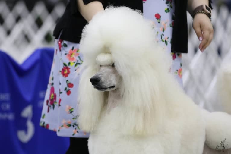 Mia, a Poodle (Standard) tested with EmbarkVet.com