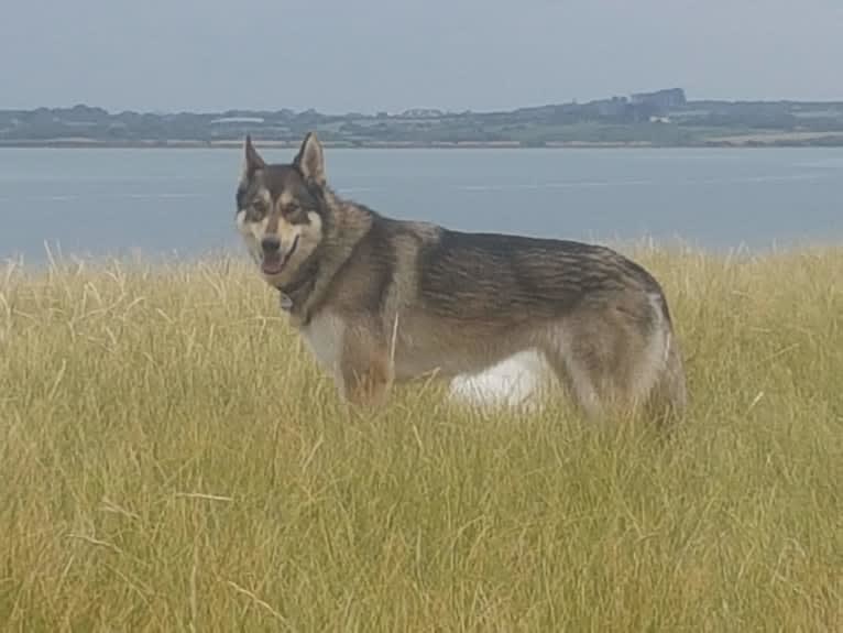 Kalen, a German Shepherd Dog and Siberian Husky mix tested with EmbarkVet.com