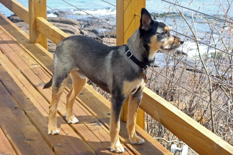 Baylee, a Yorkshire Terrier and German Shepherd Dog mix tested with EmbarkVet.com