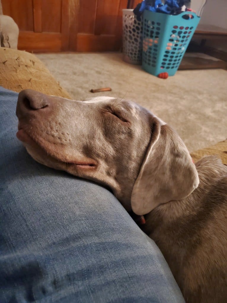 Maggie, a Weimaraner and Catahoula Leopard Dog mix tested with EmbarkVet.com