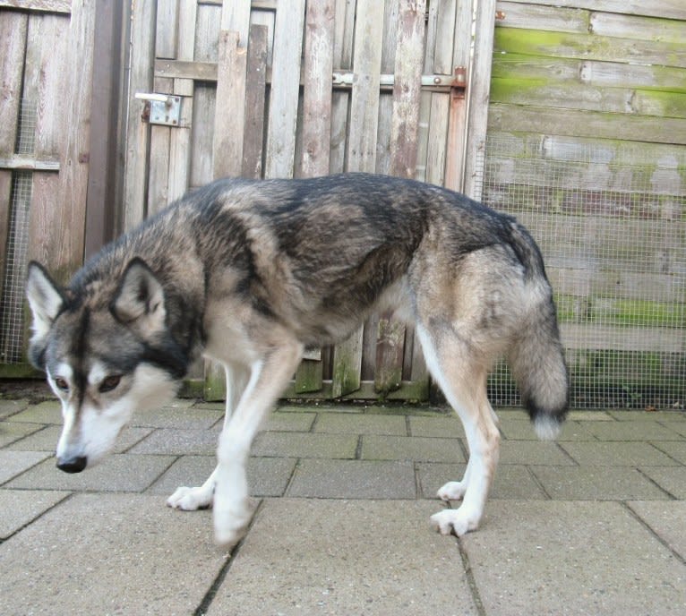 Ghost a dog tested with EmbarkVet.com