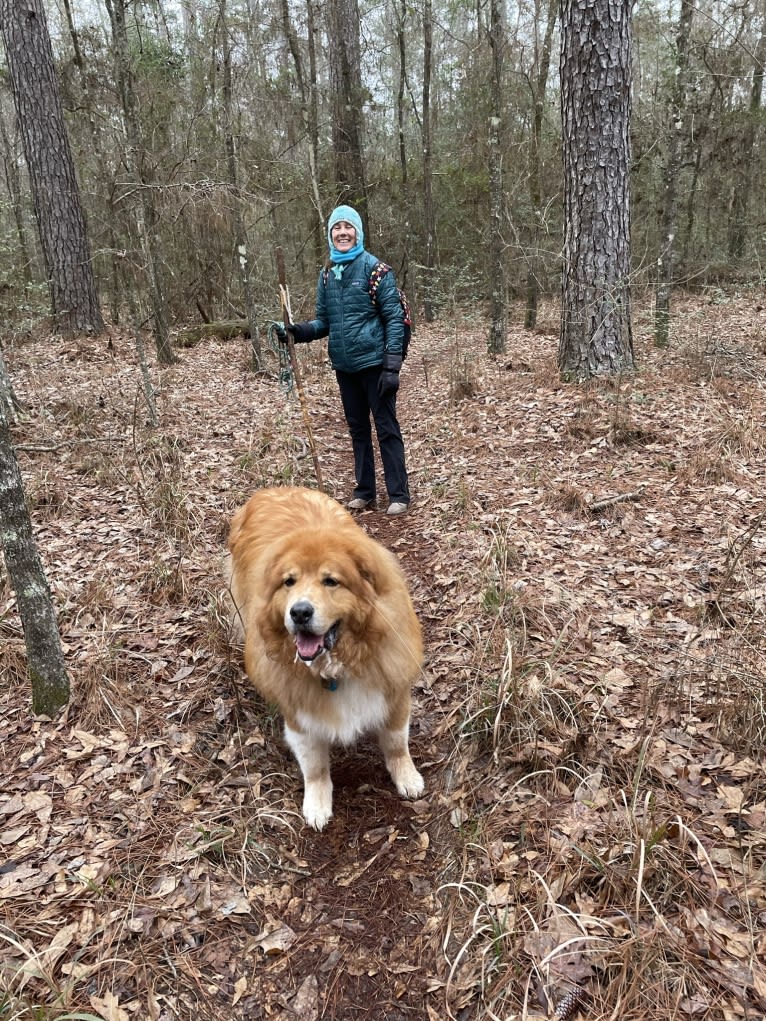 Hagrid, a Great Pyrenees and Rottweiler mix tested with EmbarkVet.com