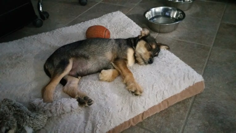 Cooper, a Miniature Schnauzer and German Shepherd Dog mix tested with EmbarkVet.com