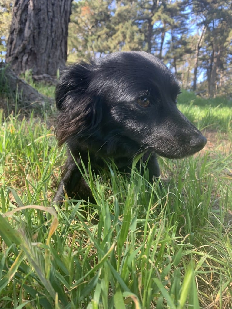 Jasper, a Poodle (Small) and Chihuahua mix tested with EmbarkVet.com