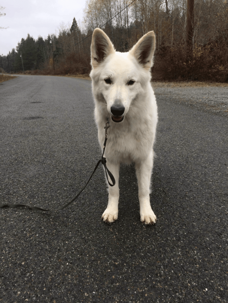 Bela, a White Shepherd tested with EmbarkVet.com