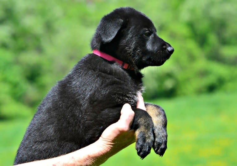 Pashka, a German Shepherd Dog tested with EmbarkVet.com