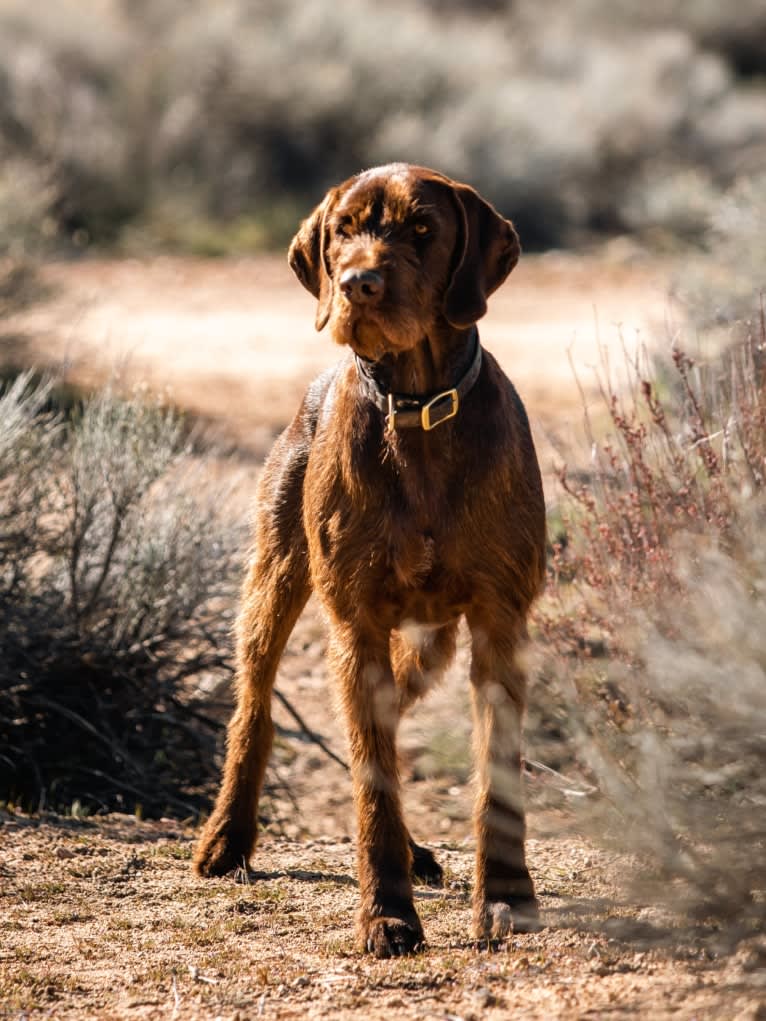 Rikko, a Pudelpointer tested with EmbarkVet.com