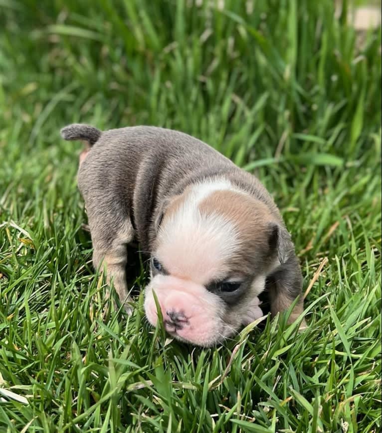 River Sable, a Bulldog tested with EmbarkVet.com