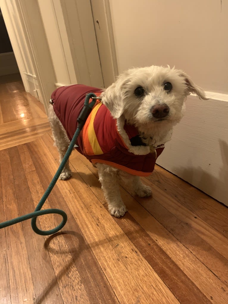 Bobby McGee, a Poodle (Small) and Cocker Spaniel mix tested with EmbarkVet.com