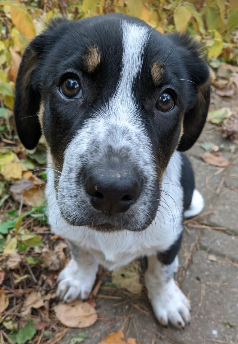 Crick, a Border Collie and Bluetick Coonhound mix tested with EmbarkVet.com