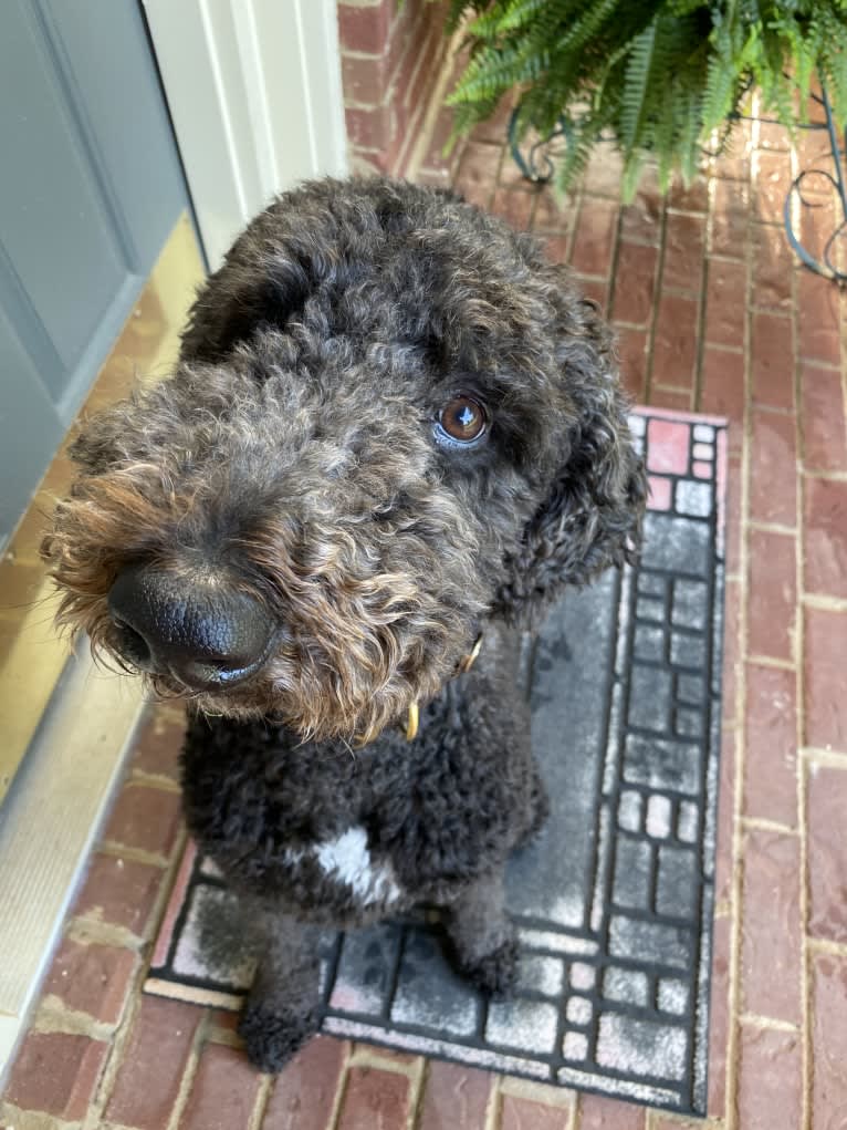 Lambeau, a Goldendoodle tested with EmbarkVet.com