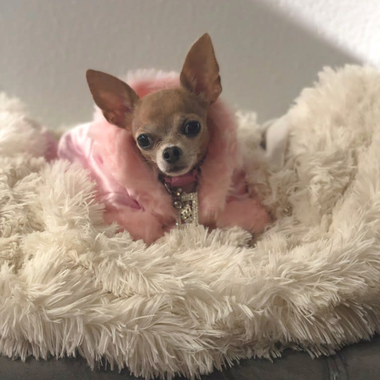 Chichi, a Chihuahua (13.9% unresolved) tested with EmbarkVet.com