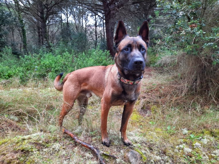 Kylar (PsychoKiller d'Hélitesport), a Belgian Shepherd tested with EmbarkVet.com