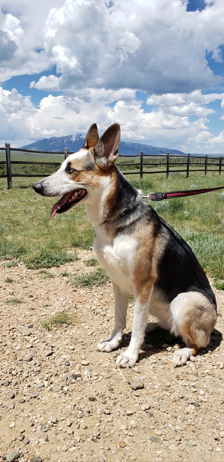 Sadie, a German Shepherd Dog tested with EmbarkVet.com