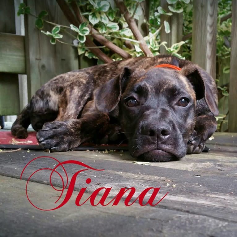 Tiana, a French Bulldog and East Asian Village Dog mix tested with EmbarkVet.com