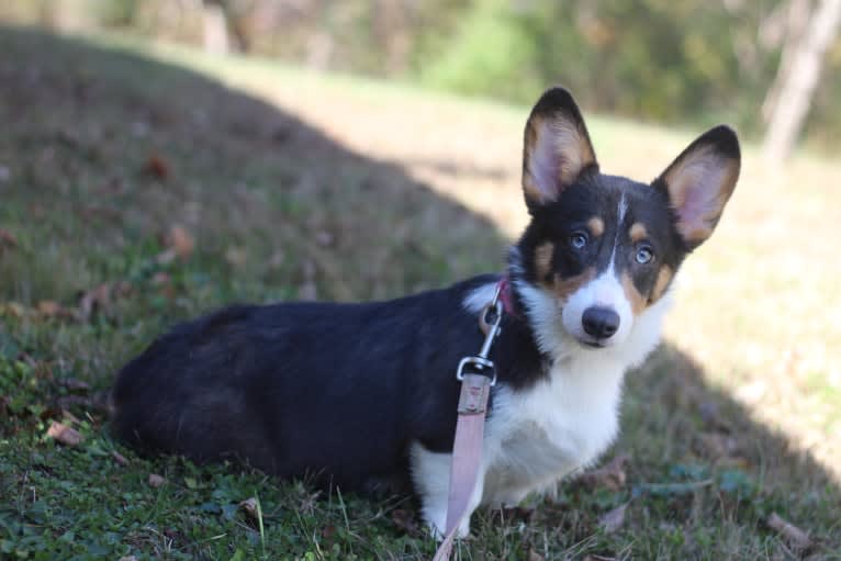 Butterball, a Pembroke Welsh Corgi tested with EmbarkVet.com