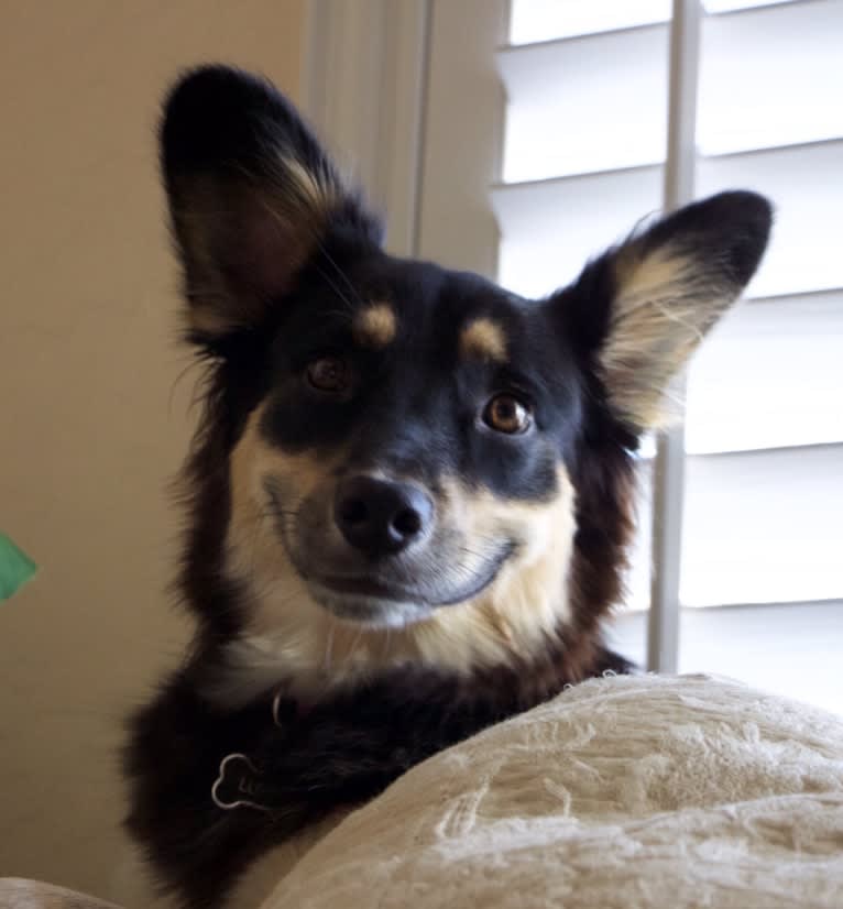Luna, an Australian Cattle Dog and Chow Chow mix tested with EmbarkVet.com