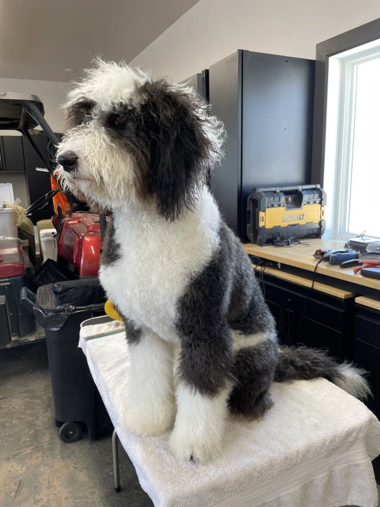 Hattie, a Sheepadoodle tested with EmbarkVet.com