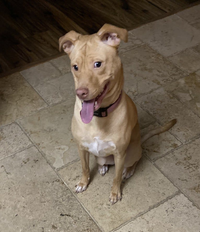 Ziva, an American Pit Bull Terrier and Golden Retriever mix tested with EmbarkVet.com